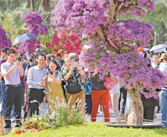 深圳莲花山簕杜鹃花展人气爆棚