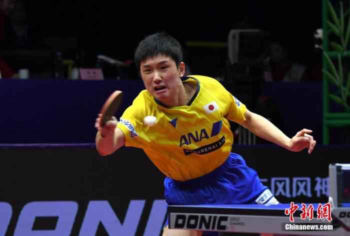 日本选手张本智和在比赛中。安源 摄 弯路也是财富 樊振东用世界杯三冠王冲破低谷迷