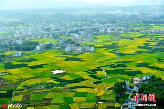 农历“霜降”即将来临,广西贺州市八步区15万余亩晚稻进入收获期。金黄色的稻在蔬菜的点缀下色彩斑斓,贵(阳)广(州)高铁横穿其中,疾驰的列车犹如一条条银龙在穿梭,宛若一幅幅跃动的金秋画卷。图片来源:ICphoto 广西提速发展生态经济 环境质量居全国前列