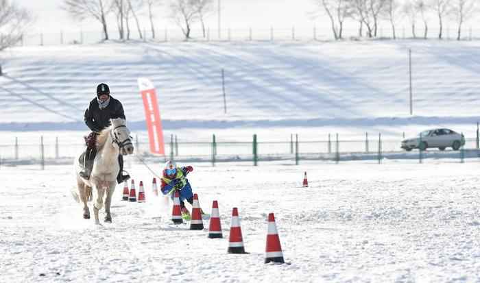 小选手在比赛中。供图 马术与雪上运动相结合?这项赛事很新奇