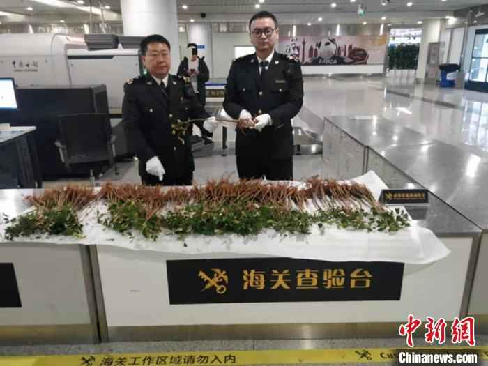 成都海关所属双流机场海关旅检关员查获的种苗。成都海关供图 中国旅客从泰国带378株新鲜榴莲种苗入境被挡获