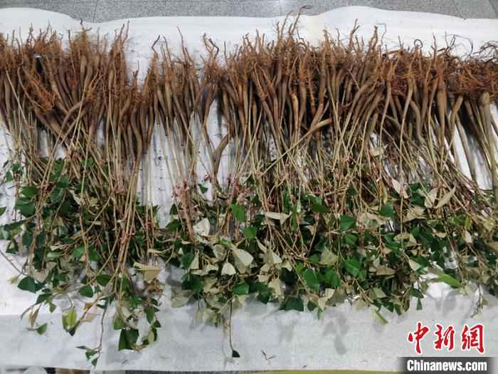 成都成都海关所属双流机场海关旅检关员查获的种苗。成都海关供图 中国旅客从泰国带378株新鲜榴莲种苗入境被挡获