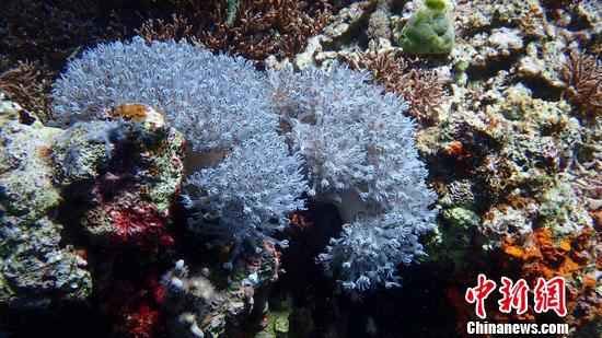 神奇的水下世界 爱好者供图 年终策划丨2019,这支体坛乐队强势出道!