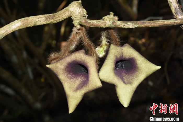 云南发现马兜铃科一新种