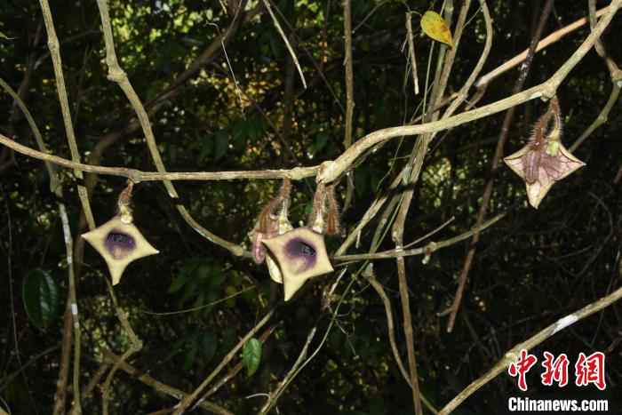 云南发现马兜铃科一新种