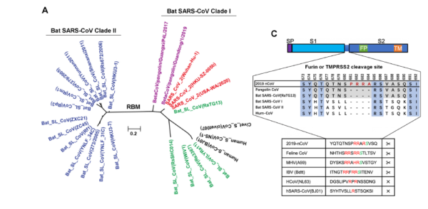 中疾控等研究揭新冠病毒演变：如何显著增强传