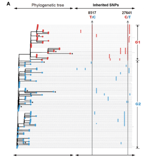 中疾控等研究揭新冠病毒演变：如何显著增强传