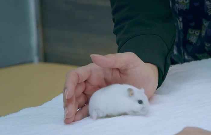 节目剧照 仓鼠骨折如何救治?这档真人秀讲述宠物医院故