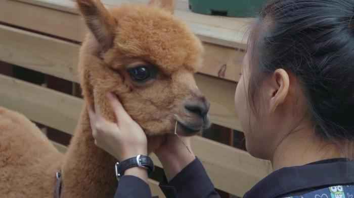 节目剧照 仓鼠骨折如何救治?这档真人秀讲述宠物医院故