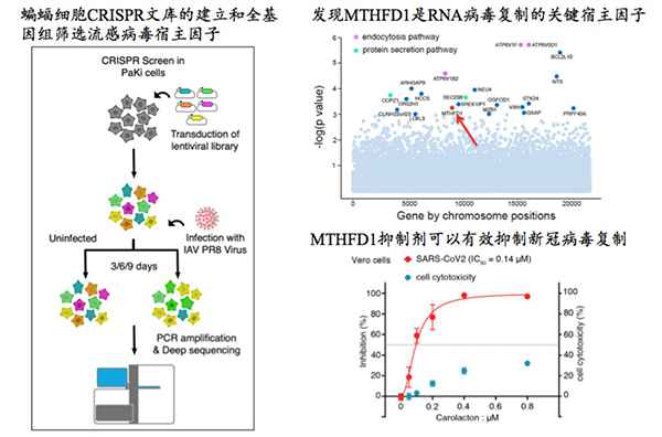 新发现!清华等团队从蝙蝠身上研究出新冠抑制