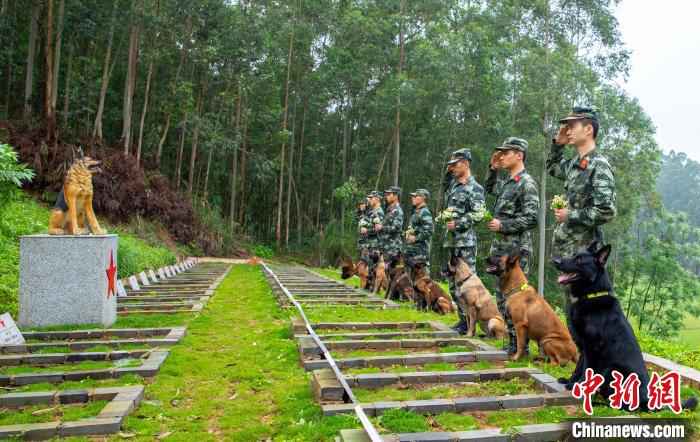 图为驯导员与军犬共同向逝去的军犬敬礼。 余海洋 摄 广西武警:清明节时节向无言战友致敬