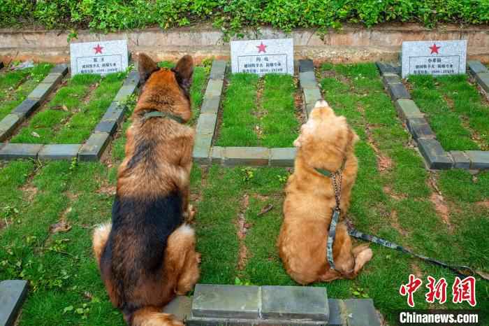 图为退役军犬“威武”(左)和“金威”(右)怀念同年战友“闪电”。 余海洋 摄 广西武警:清明节时节向无言战友致敬