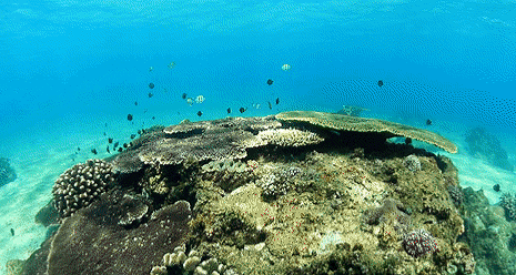 太硬核!喊上陈学东,抖音把直播这盘棋下到了