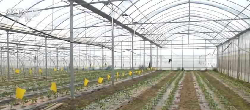 全国“菜篮子”产品供应总量充足 市场运行总体