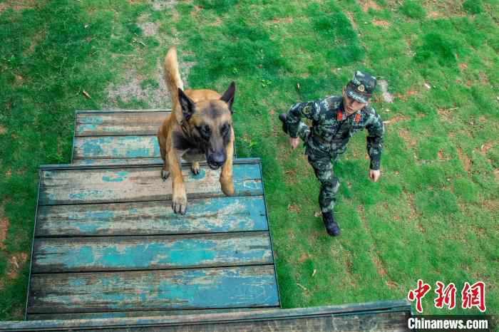 正在进行障碍训练的孔德鑫和“凯特”。 余海洋 摄 武警军犬训导员:我的战友叫“凯特”