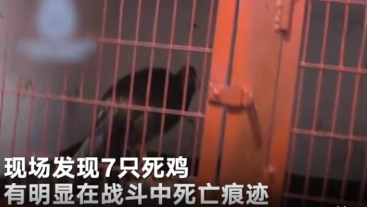 西班牙120余人违规聚众斗鸡是怎么回事？83人被逮