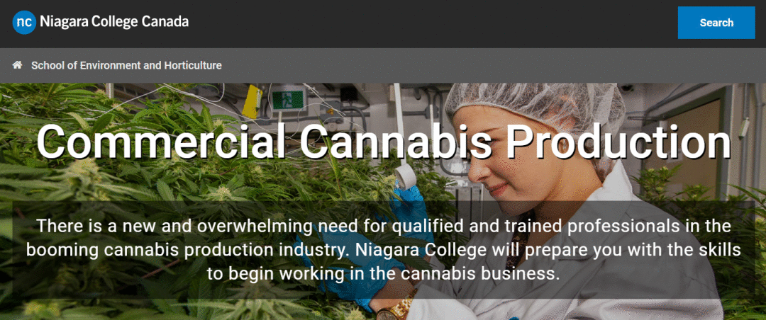 “大麻能防治新冠病毒”？分析人士：或因商业