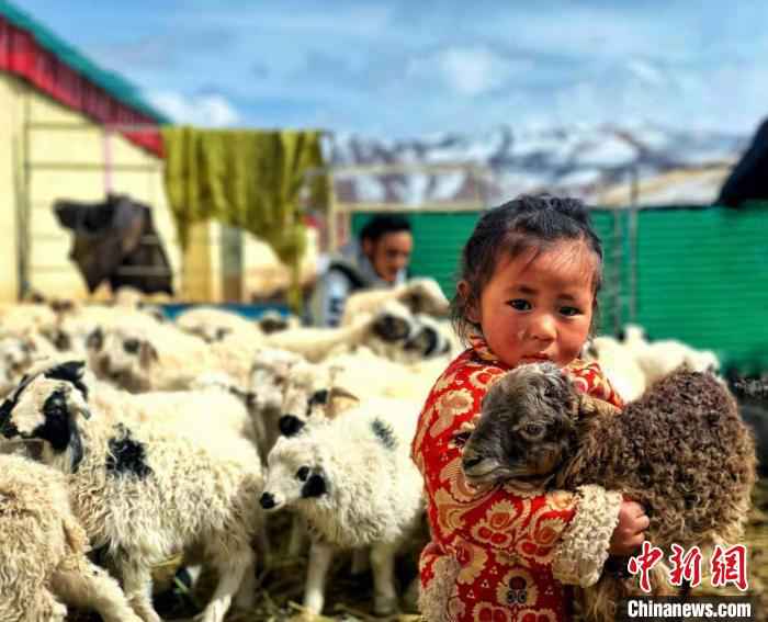 图为青海省曲麻莱县牧户发展生态畜牧业。(资料图)曲麻莱县委宣传部 供图 “黄河源头第一县”青海曲麻莱:贫困发生率由