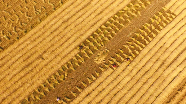 上半年中国经济怎么看?国家统计局10位相关负责