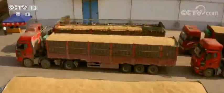 各大主产区加大收购力度 累计收购夏粮3432.9万吨