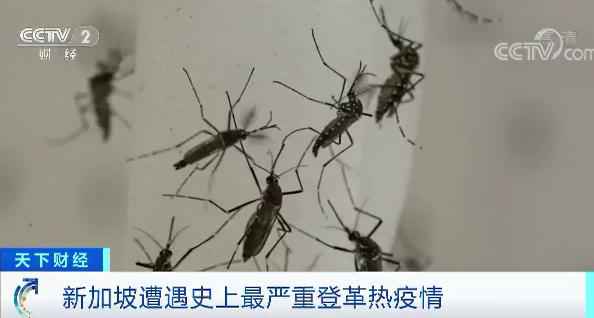 已超2万例！ 新加坡遇史上最严重登革热疫情