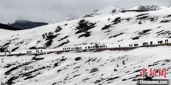 西藏军区某特战旅海拔5000米开展雪山重装行军训