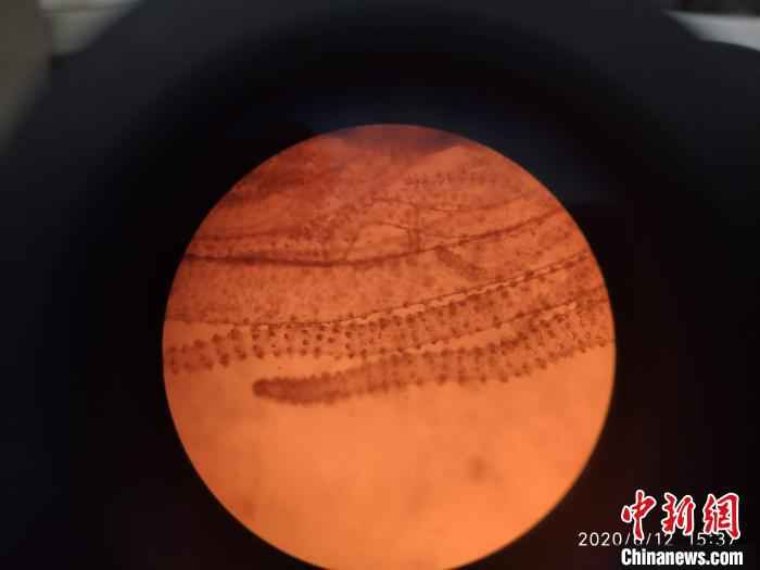 “水中大熊猫”桃花水母现身云南 有6亿年生存历