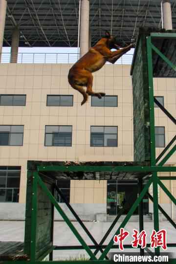 福建武警有一支“神犬奇兵” 三伏天苦练专业技