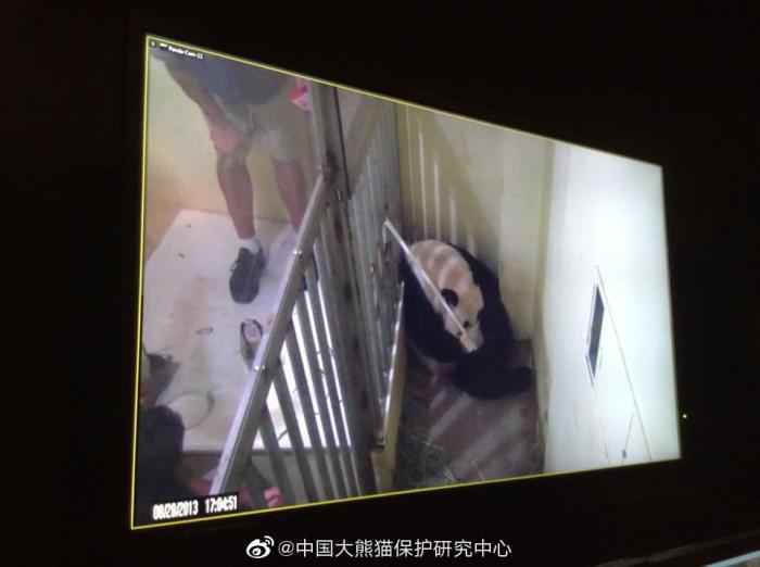 (图为2013年“美香”生产大熊猫“宝宝”后,华盛顿动物园饲养员对“美香”人工喂食监控画面) 华盛顿动物园对大熊猫美香照顾不周?情况说明