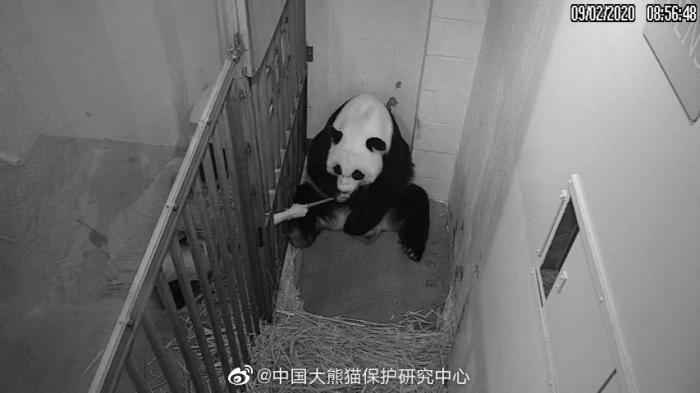 (图为此次“美香”生产大熊猫后,华盛顿动物园饲养员对“美香”人工喂食监控画面) 华盛顿动物园对大熊猫美香照顾不周?情况说明